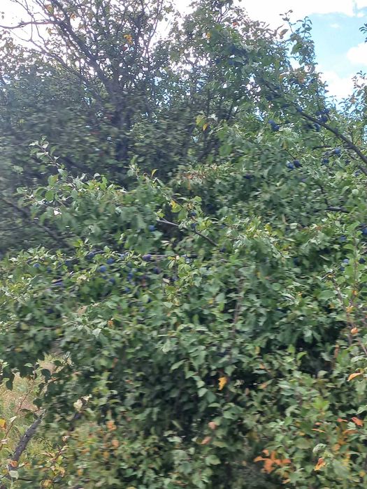 Prune grase culese pentru țuică