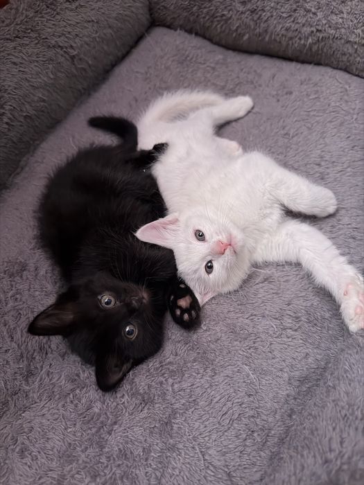 Отдам котят в заботливые и любящие руки