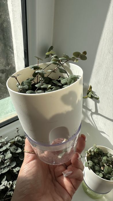 Церопегия Вуда/Вуди растение