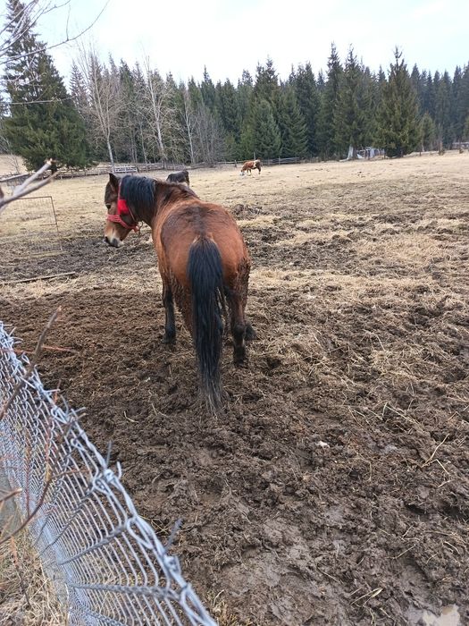 Vând mânz de 1 an și 10 luni foarte cuminte