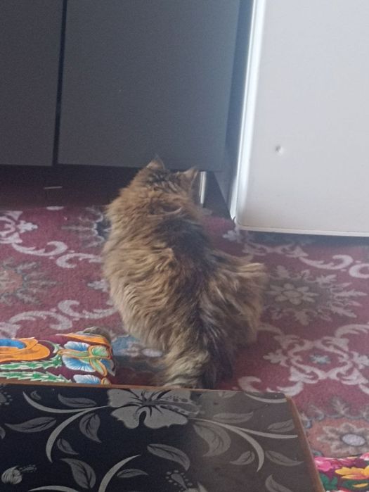 Mushuk sotiladi Oʻgʻil bola