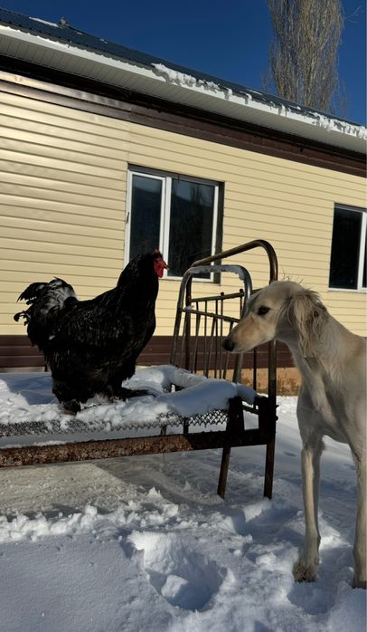 тазылар, күшіктер