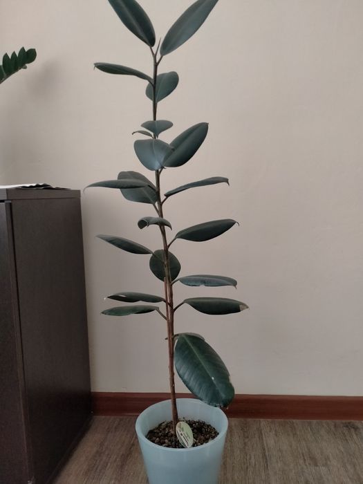 Комнатный цветок