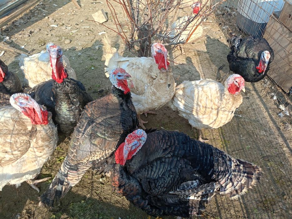 Түйеқус сатылады