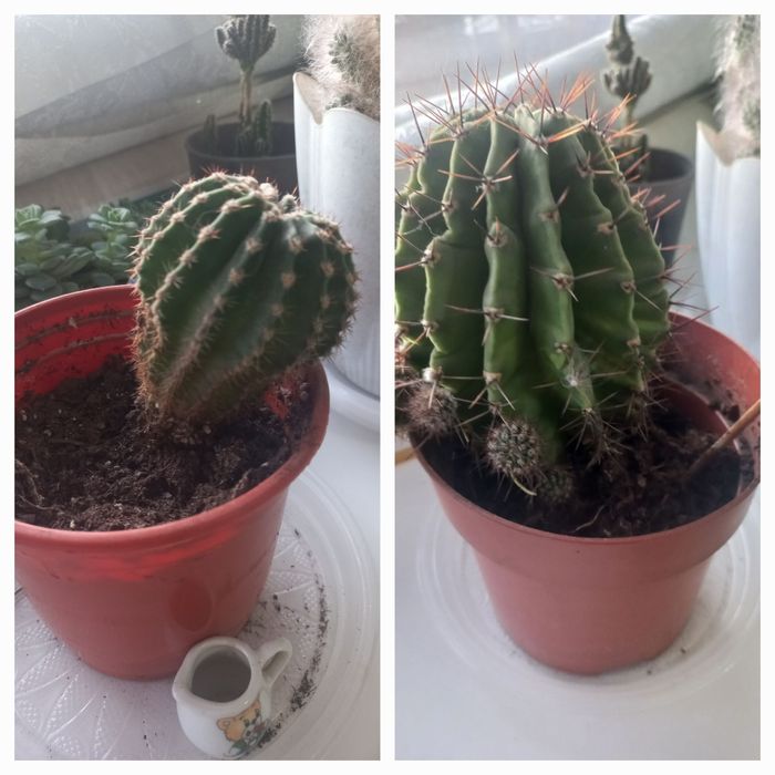 Продам комнатные цветы