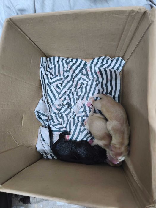 Лабладори бебета