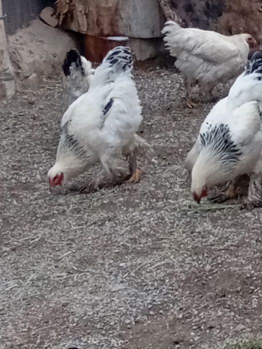 Продам куриц и петухом