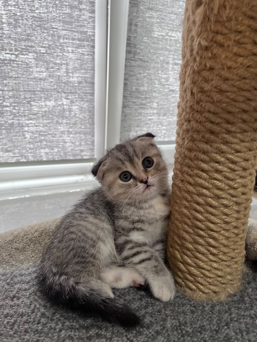 Котята шотландские