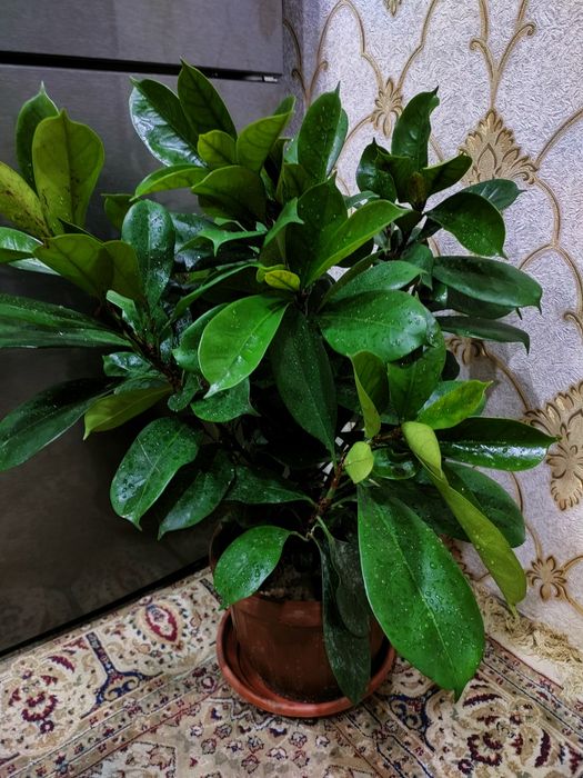 Комнатные растения, доставка