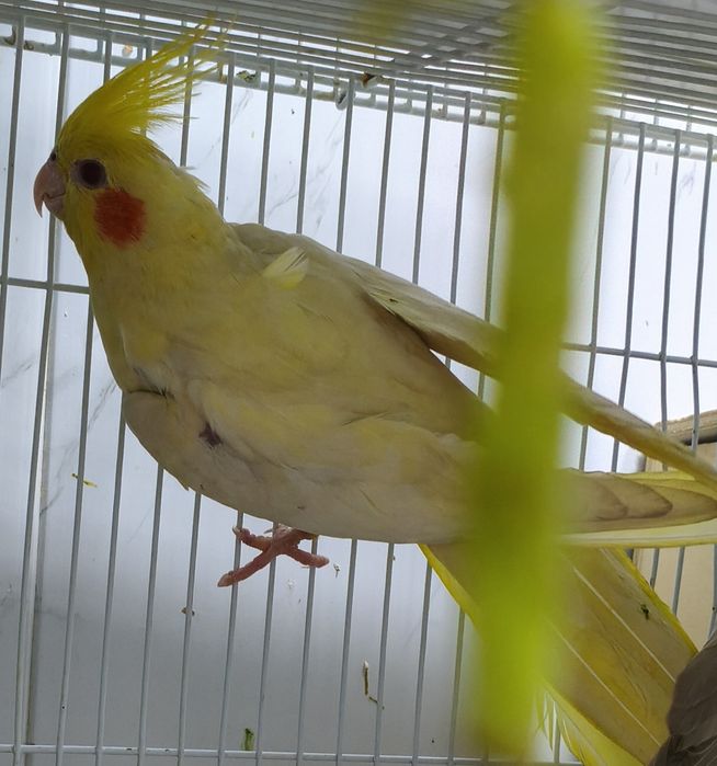 Сформированная пара корелл