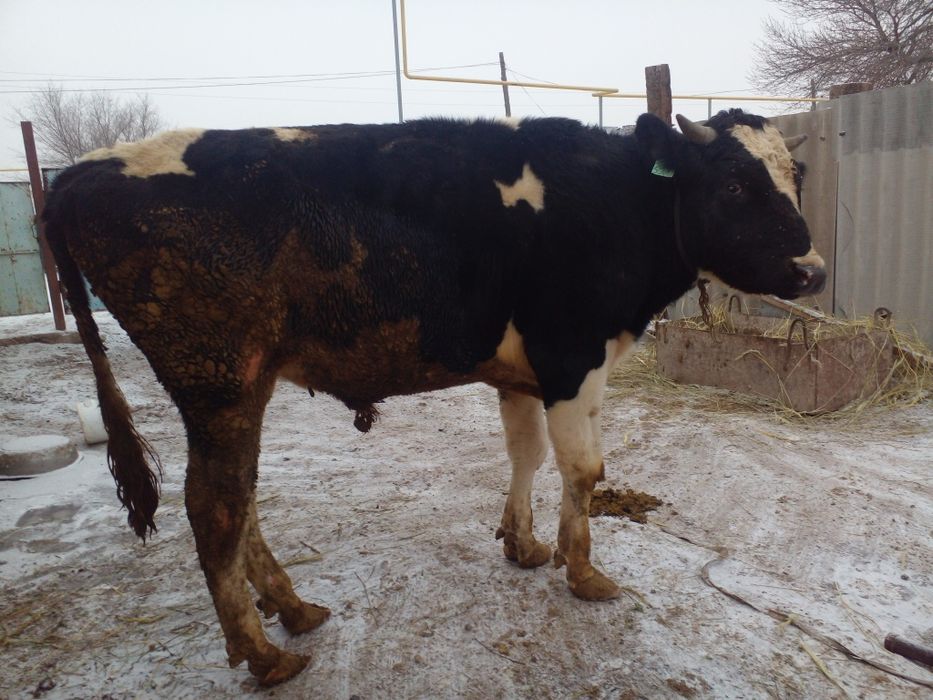 Продам бычков породистых