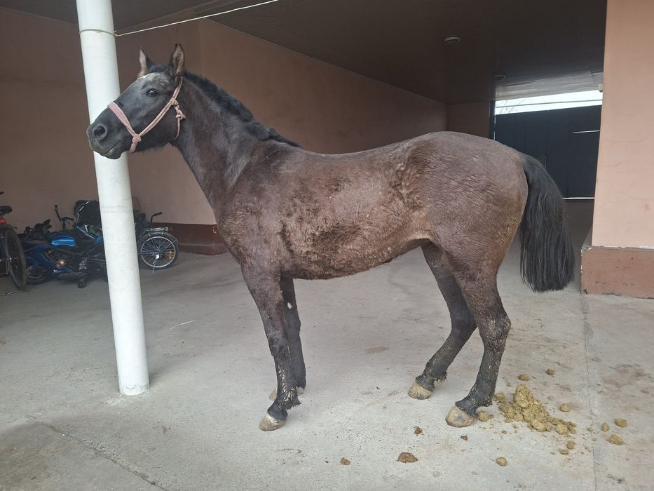 Байтал   сатылады