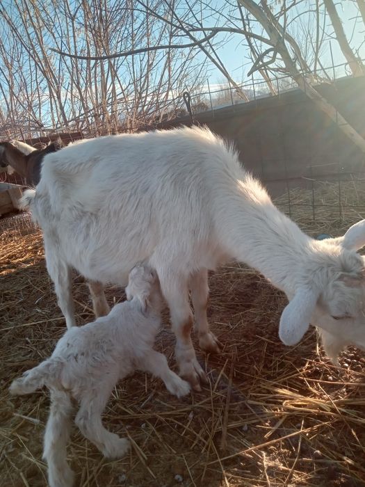 Продам зааненскую козу