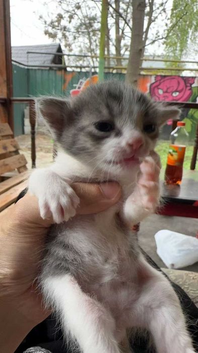 CAT Кішкентай мысықты алғыз алу