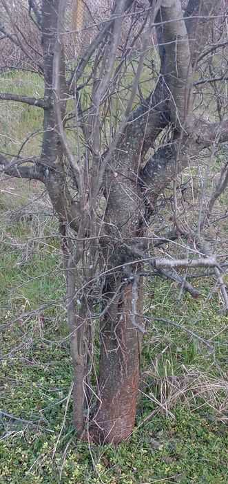 Дърва за огрев различни видове половин и ЦЯЛ Бус
