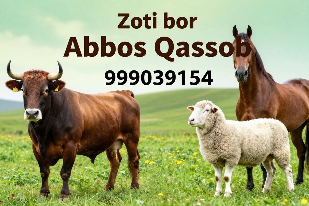 Qassob hizmatlari