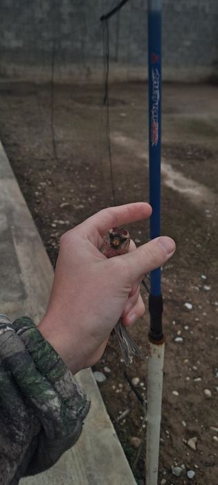 Птица Певчий Шеглый