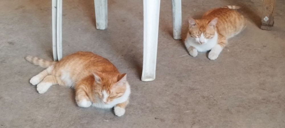 Отдам в хорошие руки