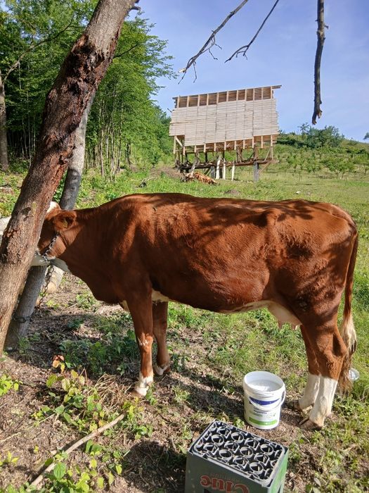Vând vaca 3 ani  .