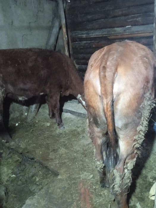 Продам 2-х телочек
Хоть на развод,хоть на