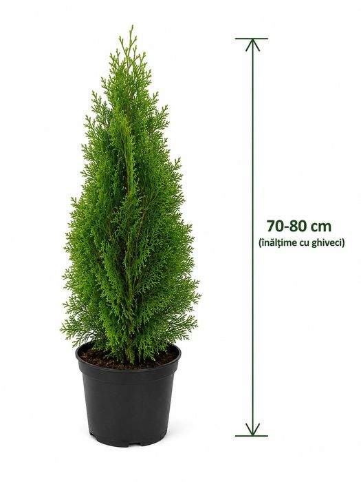 Pomișori Tuia Smaragd