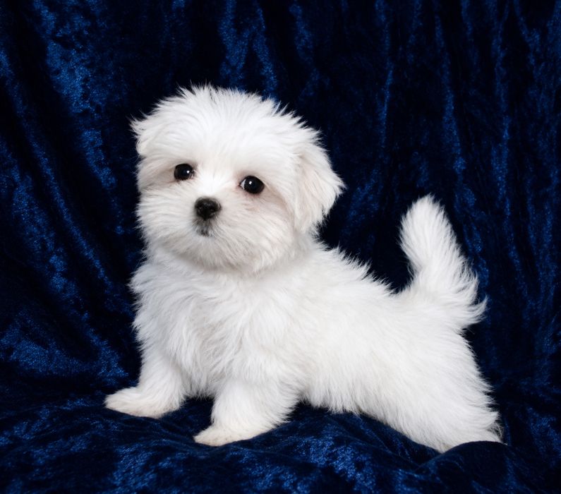 Bichon Maltez Mini Toy