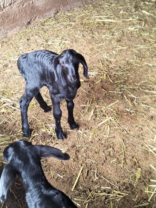 Козылы койлар сатылады