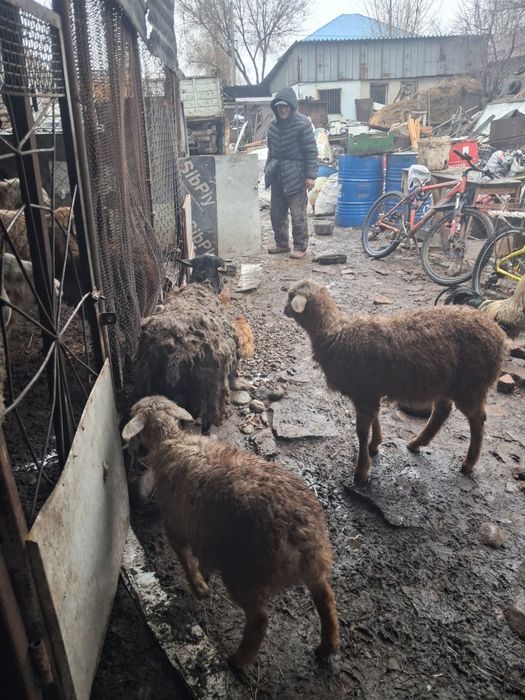 Қой    сатылады  қозысы мен