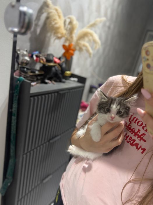 Котята в хорошие руки
