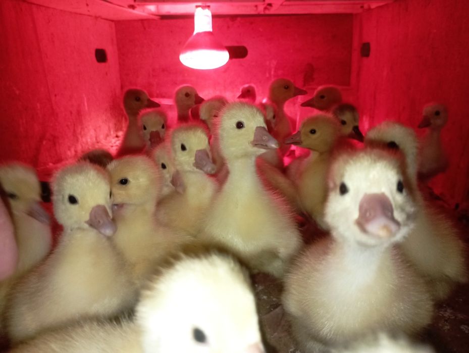 Қаз балапаны/гусята/линда