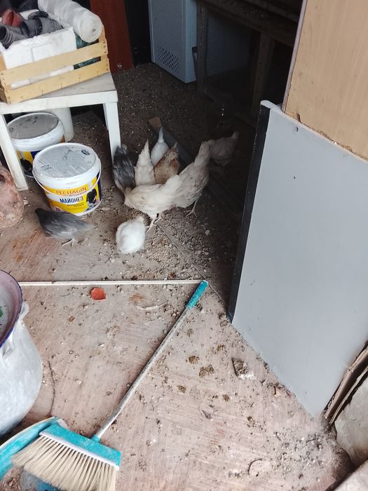 Куры, балапандар