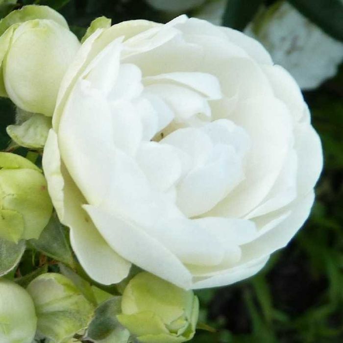 Продам белые пионы