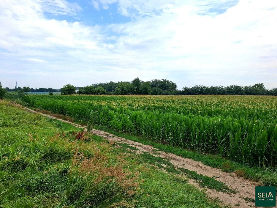 Teren de vanzare Serbanesti/Holt