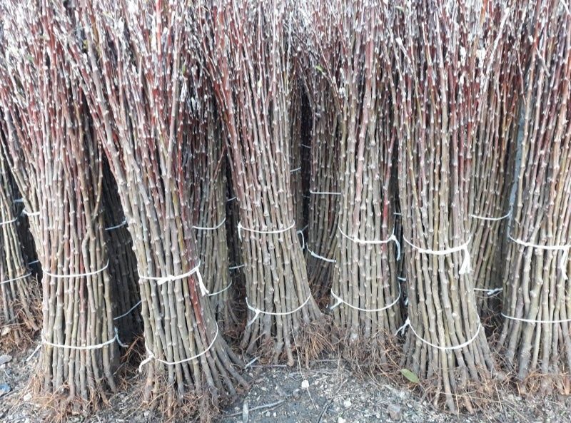 Мевали дарахтлар кучатлари