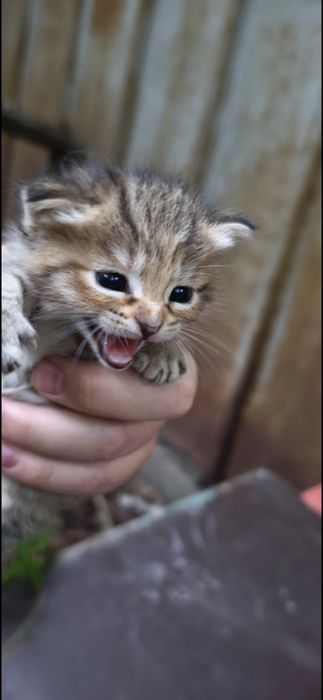 Котята шотландские уличные