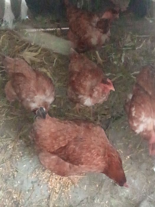 Vând găini de țară crescute bio