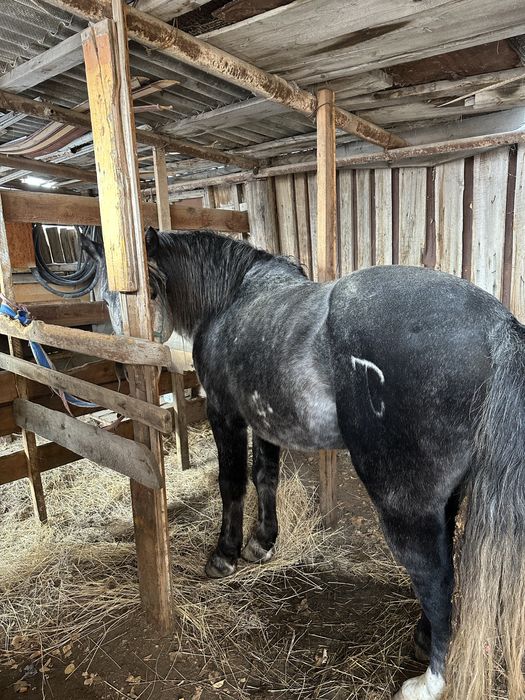 Продается Жеребец полутяж