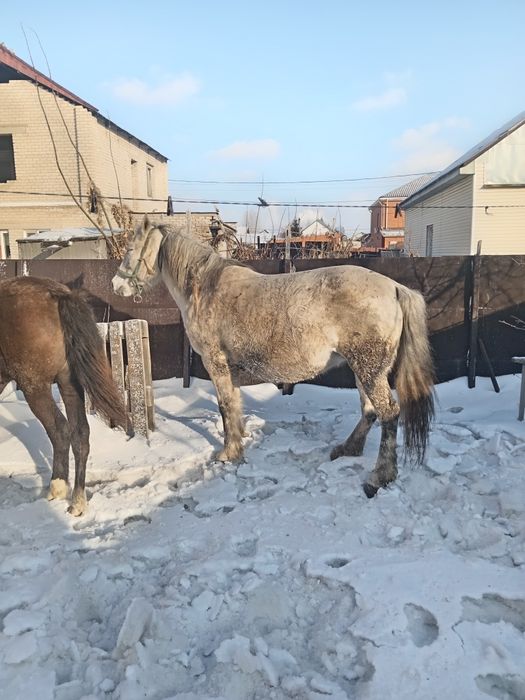 Кобыла дойная, спокойная