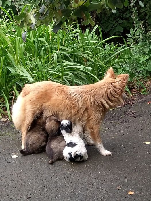 Отдам в заботливые руки щенков