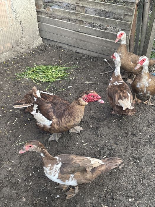 Vând rațe mute ciocolatii