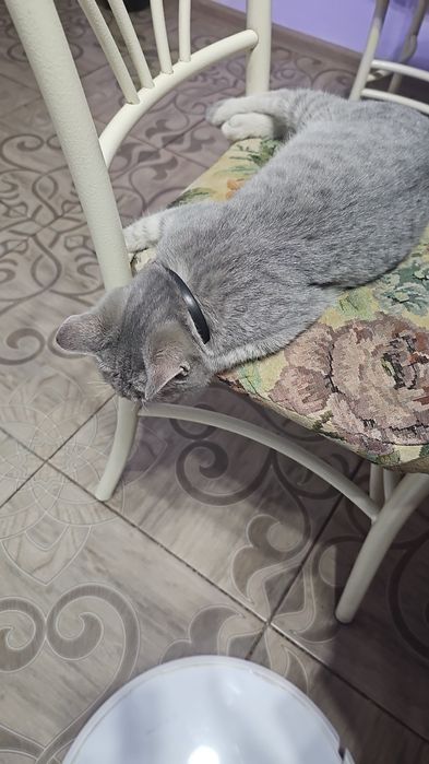 Отдам котёнка мальчик.