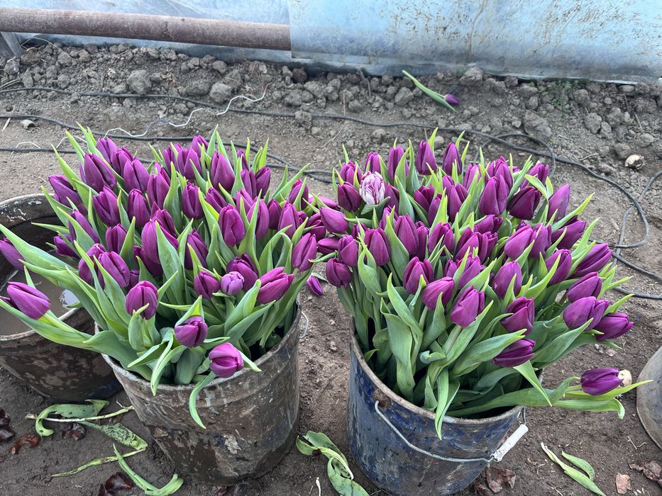Премиум Тюльпаны с теплицы
