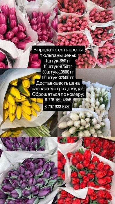 Продаются тюльпан
