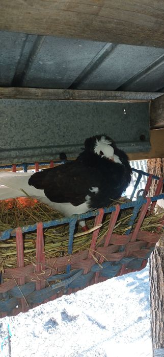 Schimb femelă de capucin