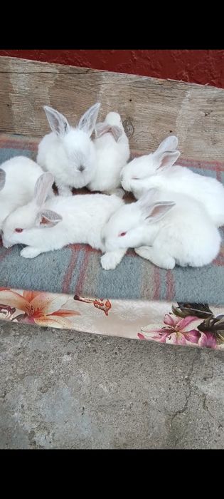 Iepuri pui Uriaș de Transilvania și gri german