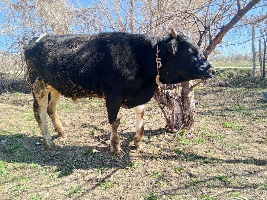 Продаю быков ,возраст 1,3