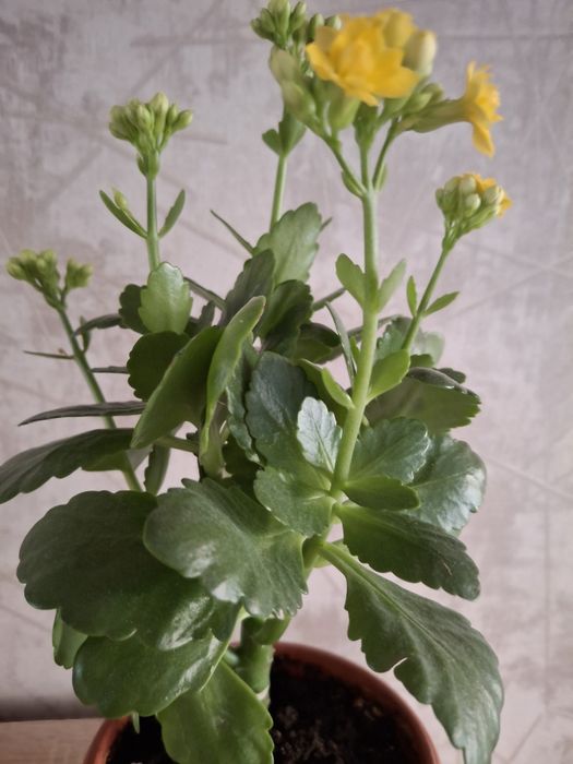 Продам цветущий каланхое