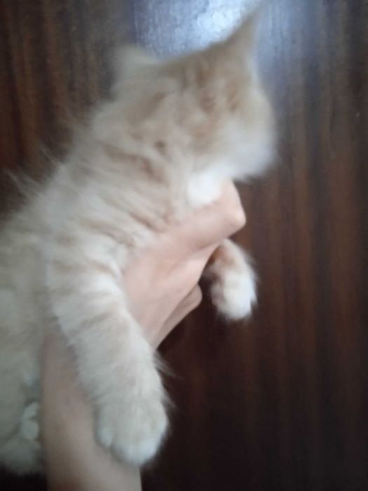 Рыжие пушистики турецкая ангорка, 2 месяца, мальчики.