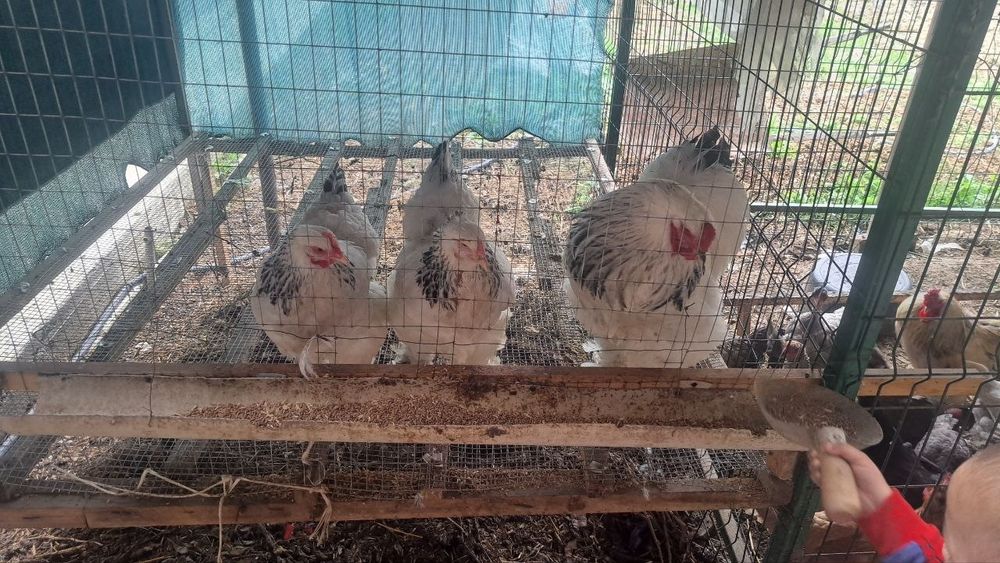 Birama tovoq sotiladi