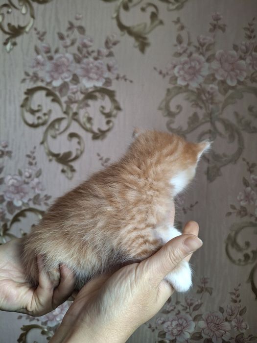 Котята домашние мальчики и девочки